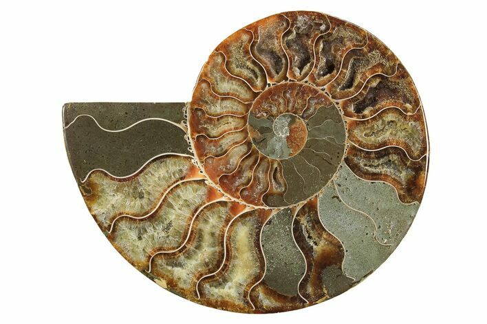 Cut & Polished Ammonite Fossil (Half) - Madagascar #296410